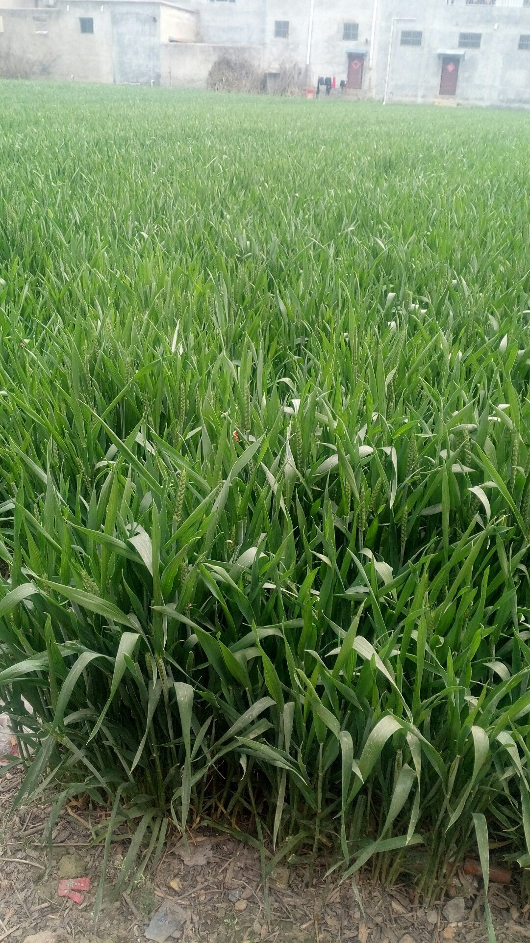 柘城天气预报/商丘台长杜鹃绯闻事件