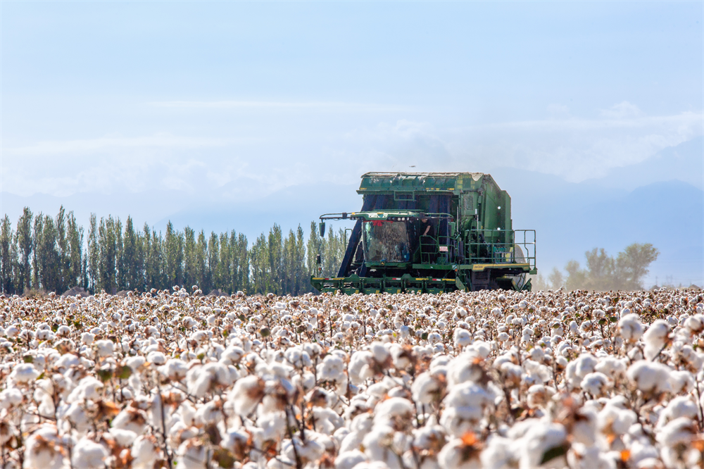 【新疆棉花质量好,新疆棉花质量好吗?】